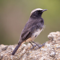 Abyssinian Wheatear